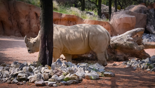 Rhino context frame 68