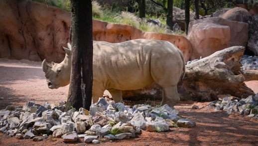 Rhino context frame 72